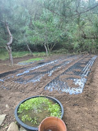매실21434님의 마늘 · 영농일지 작성글 사진