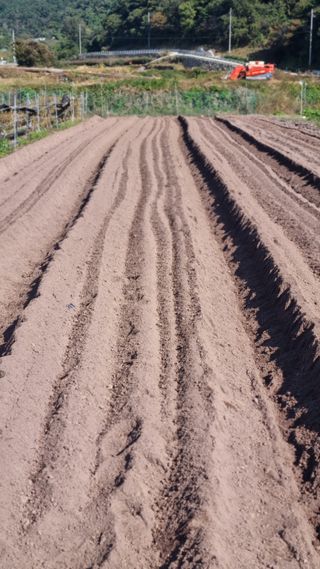 김동명님의 마늘 · 영농일지 작성글 사진