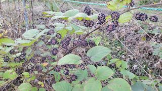 김홍중님의 기타작물 · 영농일지 작성글 사진