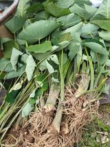 팜모닝 기타작물·영농일지 게시글 이미지