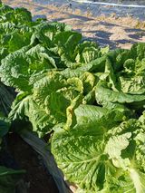 팜모닝 배추·영농일지 게시글 이미지