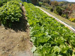 백창석님의 기타작물 · 영농일지 작성글 사진