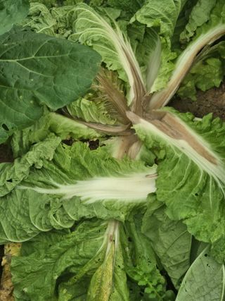 김연후님의 기타작물 · 영농일지 작성글 사진