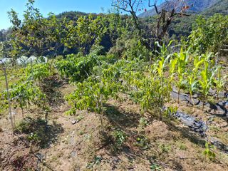 형남영님의 기타작물 · 영농일지 작성글 사진