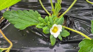 최수안님의 딸기 · 영농일지 작성글 사진