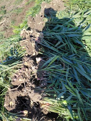 손영호님의 기타작물 · 영농일지 작성글 사진