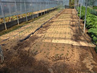 제주농부님의 양파 · 영농일지 작성글 사진