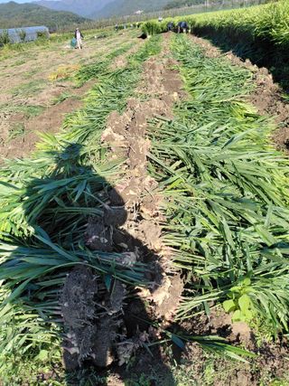 손영호님의 기타작물 · 영농일지 작성글 사진