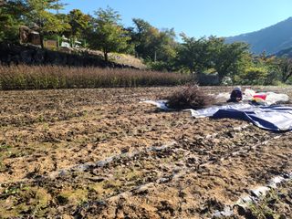 내땅님의 들깨 · 영농일지 작성글 사진