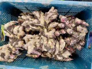 손영호님의 기타작물 · 영농일지 작성글 사진