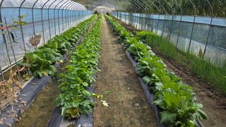 가야산도사님의 기타작물 · 영농일지 작성글 사진