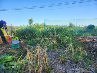 황미순님의 기타작물 · 영농일지 작성글 사진