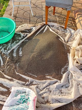 채대균님의 들깨 · 영농일지 작성글 사진