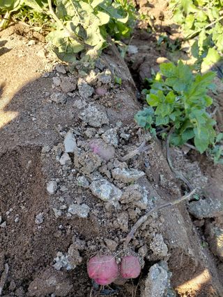 좋은인연원님의 감자 · 영농일지 작성글 사진