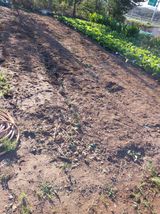 팜모닝 마늘·영농일지 게시글 이미지