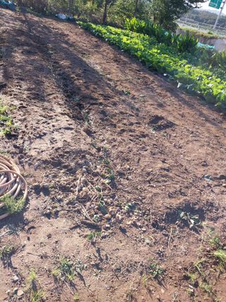 상추20832님의 마늘 · 영농일지 작성글 사진