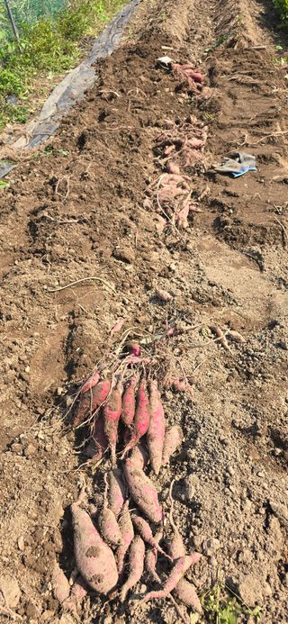 하늘사랑 님의 고구마 · 영농일지 작성글 사진