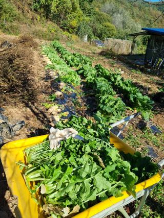 심기섭님의 기타작물 · 영농일지 작성글 사진