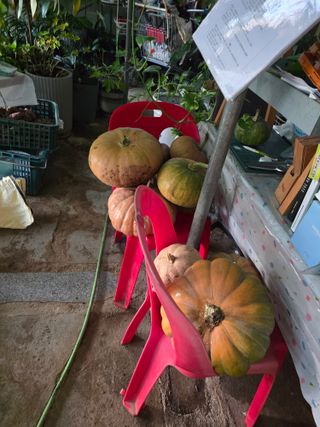 김종협님의 기타작물 · 영농일지 작성글 사진