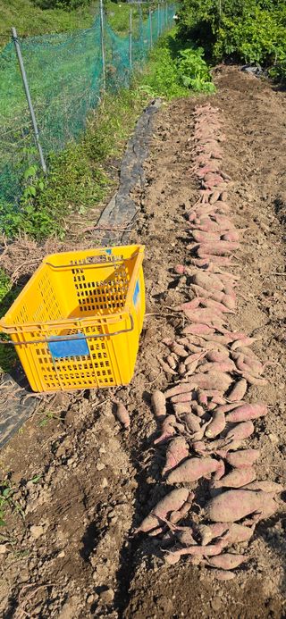 하늘사랑 님의 고구마 · 영농일지 작성글 사진