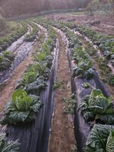 팜모닝 기타작물·영농일지 게시글 이미지