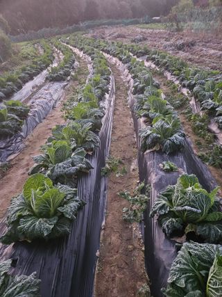 우흥식 님의 기타작물 · 영농일지 작성글 사진