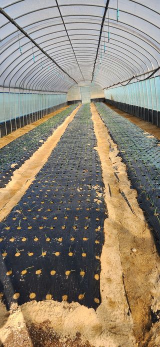 하은와송~♡♡♡~님의 기타작물 · 영농일지 작성글 사진