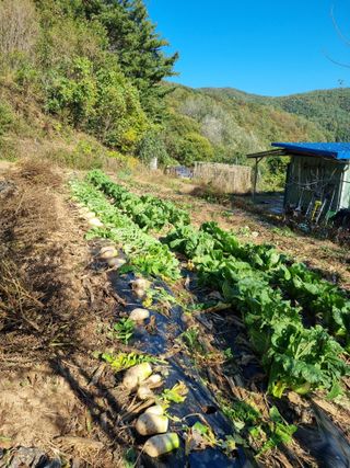 심기섭님의 기타작물 · 영농일지 작성글 사진