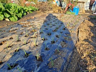 가리온팜 님의 양파 · 영농일지 작성글 사진