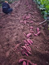 팜모닝 고구마·영농일지 게시글 이미지