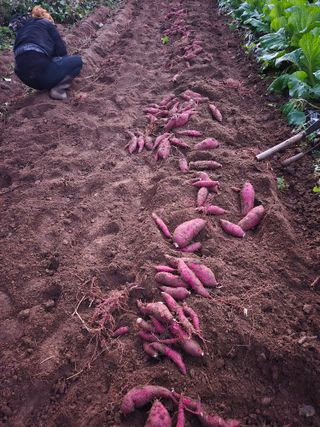 매실21434님의 고구마 · 영농일지 작성글 사진