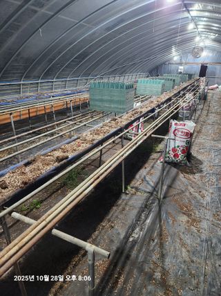 상월딸기 박명근님의 딸기 · 영농일지 작성글 사진