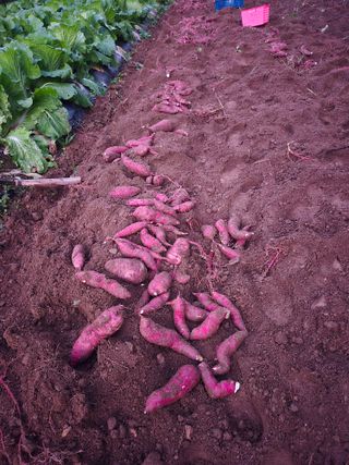 매실21434님의 고구마 · 영농일지 작성글 사진