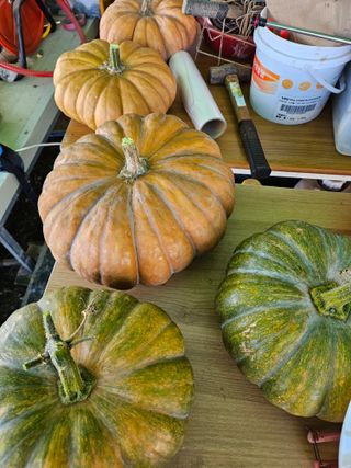 김인수님의 호박 · 영농일지 작성글 사진