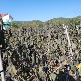 호수지기님의 기타작물 · 영농일지 작성글 사진