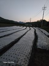 팜모닝 마늘·영농일지 게시글 이미지