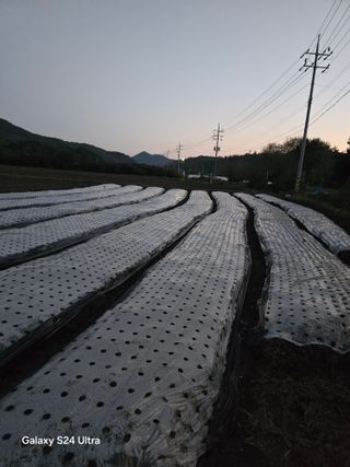 슈퍼땅콘님의 마늘 · 영농일지 작성글 사진
