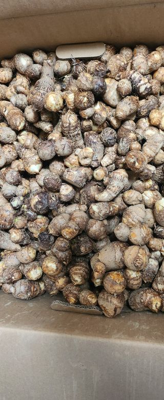 상추22033님의 기타작물 · 영농일지 작성글 사진