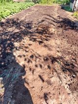 팜모닝 마늘·영농일지 게시글 이미지