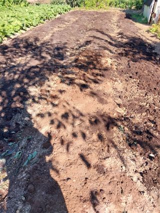 상추20832님의 마늘 · 영농일지 작성글 사진