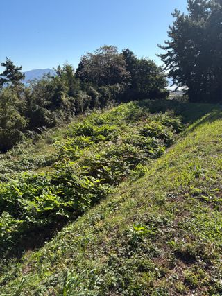 정의진님의 두릅 · 영농일지 작성글 사진