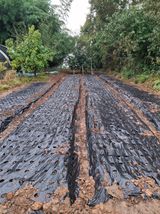 팜모닝 마늘·영농일지 게시글 이미지