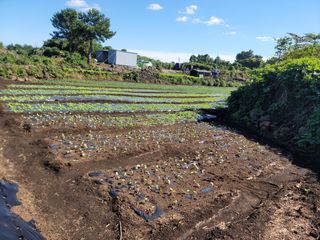개인교수님의 기타작물 · 영농일지 작성글 사진