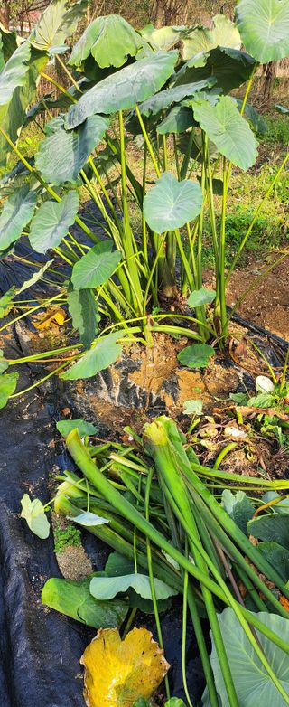 상추22033님의 기타작물 · 영농일지 작성글 사진