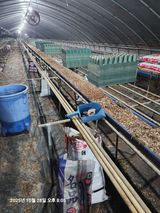 팜모닝 딸기·영농일지 게시글 이미지