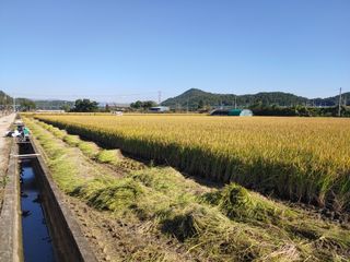 김광섭님의 벼 · 영농일지 작성글 사진