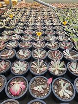 팜모닝 기타작물·영농일지 게시글 이미지