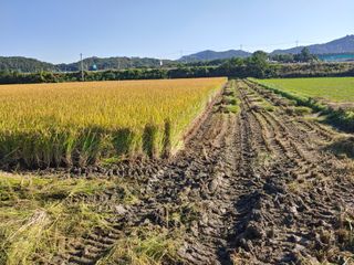 김광섭님의 벼 · 영농일지 작성글 사진