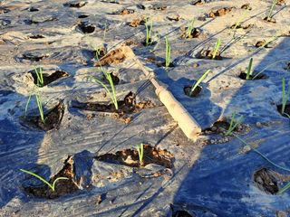 가리온팜 님의 양파 · 영농일지 작성글 사진