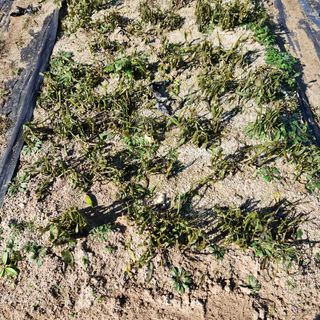 호수지기님의 기타작물 · 영농일지 작성글 사진